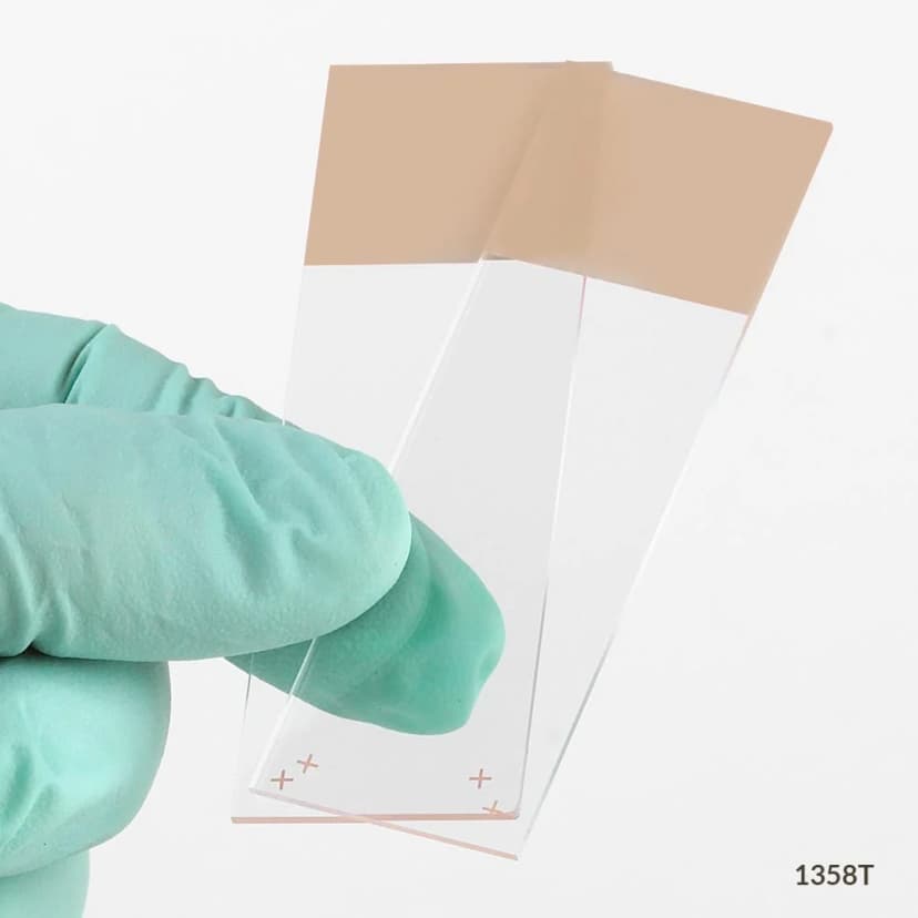 Microscope Slides, Diamond White Glass, 25 x 75mm, Charged, 90° Ground Edges, Tan Frosted, 72/Box