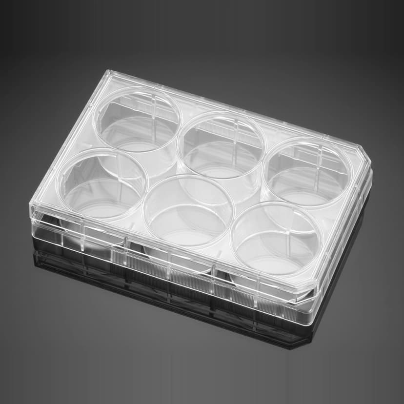 Corning BioCoat Poly-L-Lysine 6 Well Clear Flat Bottom TC-Treated Multiwell Plate, with Lid, 5/Pack, 50/Case