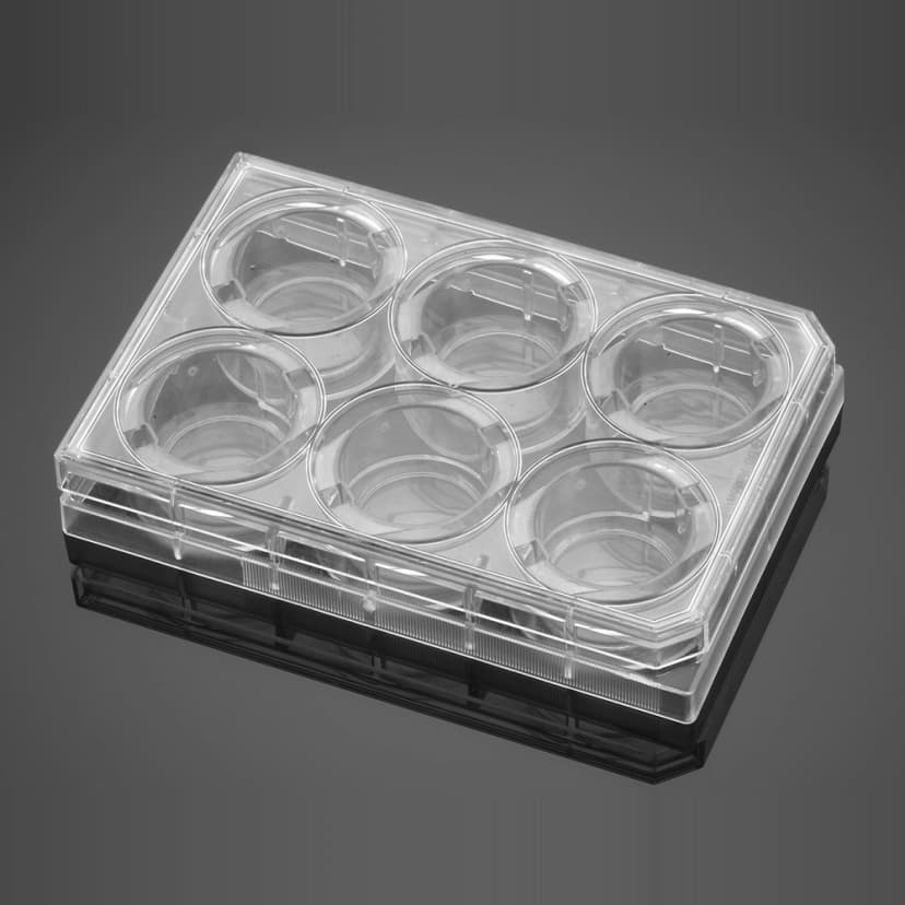 Corning BioCoat Gelatin 6 Well Clear Flat Bottom TC-Treated Multiwell Plate, with Lid, 5/Pack, 50/Case