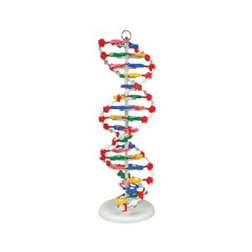 DNA MODEL, PRE-ASSEMBLED