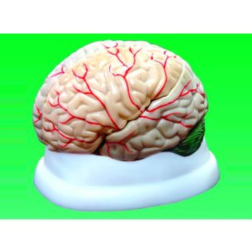 BRAIN MODEL, 3-PART