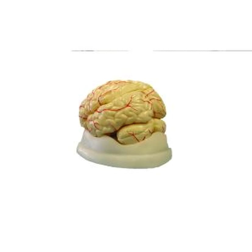 BRAIN MODEL, 8-PART