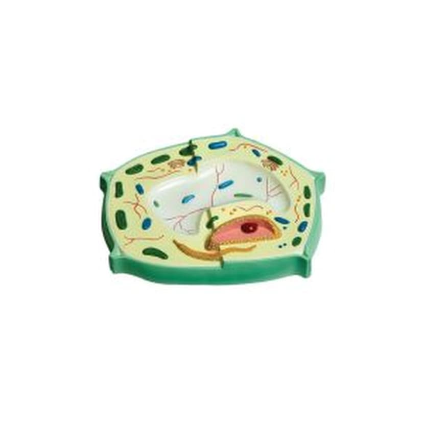 PLANT CELL MODEL